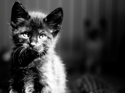 Czarno-Białe, Kotek, Kot, Zdjęcie