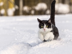 Śnieg, Kot, Czarno-biały