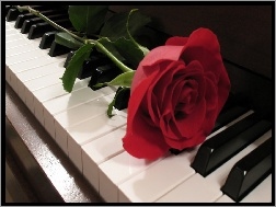 Fortepian, Czerwona, Róża
