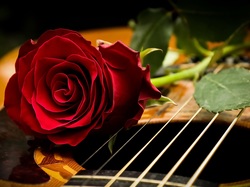 Gitara, Czerwona, Róża
