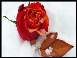 Śnieg, Róża, Czerwona, Listek