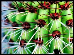 Kaktusa, Czerwone, Kolce