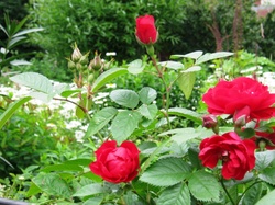 Ogród, Czerwone, Róże