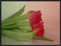 Czerwone, Tulipany