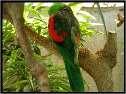 Papuga, Czerwono, Zielona