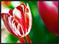 Tulipan, Czerwono, Biały