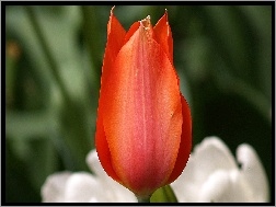Czerwony, Tulipan