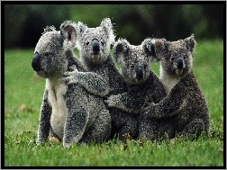 Koala, Cztery, Misie