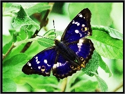 Czułki, Motyl, Niebieski, Roślina