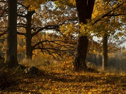 Żółte, Jesień, Drzewa, Dęby, Las, Liście