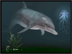 3D, Delfin, Meduza