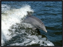 Fala, Delfin, Morze