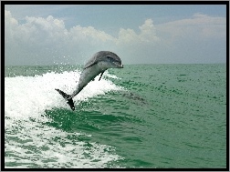 Fale, Delfin, Morze