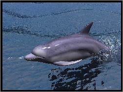 Delfin, Grafika
