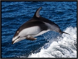 Skok, Delfin, Woda