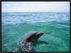 Woda, Delfin, Ocean