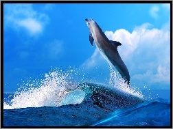 Delfinek, Morze