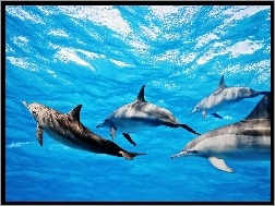 Delfinów, Woda, Błękitna, Stadko
