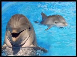 Delfiny, Basen