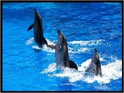 Delfiny, Trzy, Woda, Tańczące