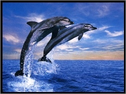 Delfiny, Wyskok