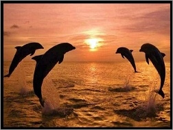 Delfiny, Słońca, Zachód, Morze