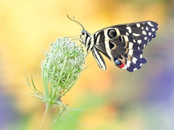 Papilio demodocus, Motyl, Dzika marchew