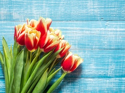 Deski niebieskie, Kwiaty, Tulipany, Czerwono żółte, Bukiet, Kartka okolicznościowa