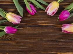 Deski, Tulipany, Kolorowe, Ciemne