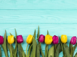 Deski, Tulipany, Kolorowe, Kwiat, Niebieskie