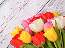 Deski, Tulipany, Kolorowe, Kwiaty, Białe