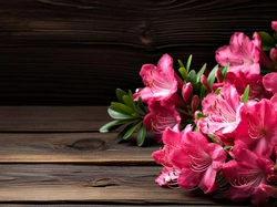 Kwiaty, Azalia, Różanecznik, Deski