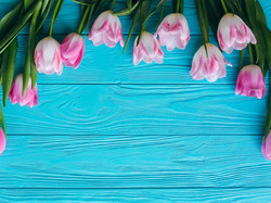 Deski, Tulipany, Różowe, Niebieskie