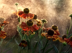 Deszcz, Dzielżan, Kwiaty, Pajęczyna