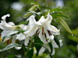 Deszcz, Kwiaty, Białe, Lilie, Bokeh