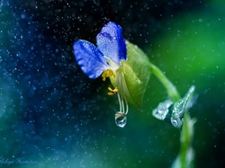 Deszcz, Makro, Kwiat, Niebieski, Krople