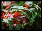 Deszczu, Liście, Jesień, Krople