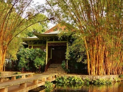 Bambus, Dom, Ogród