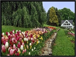 Dom, Tulipany, Kolorowe, Ogród