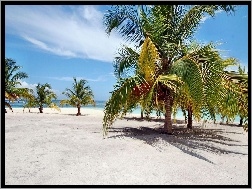 Dominikana, Palmy, Plaża, Ocean, Wyspa