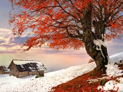 Domki, Śnieg, Zima, Drzewo