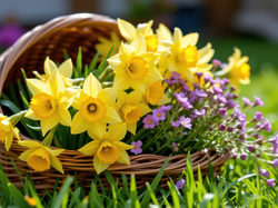 Koszyk, Narcyzy żonkile, Drobne, Kwiaty, Fioletowe, Trawa