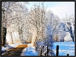 Drzewa, Droga, Śnieg