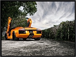Lamborghini, Droga, Drzewa