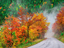 Droga, Kolorowe, Drzewa, Mgła, Las, Jesień