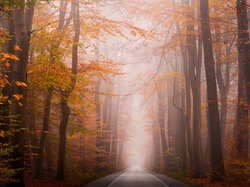 Droga, Liście, Jesień, Drzewa, Las, Pożółkłe