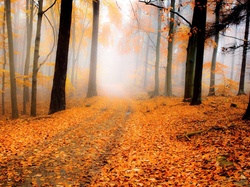 Droga, Mgła, Jesień, Drzewa, Las, Liście