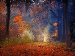 Droga, Drzewa, Jesień, Liście, las, Kolorowe