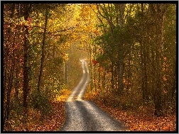 Droga, Światło, Jesień, Liście, Las, Przebijające
