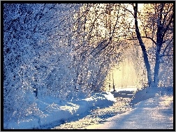 Droga, Światło, Zima, Drzewa, Park, Przebijające